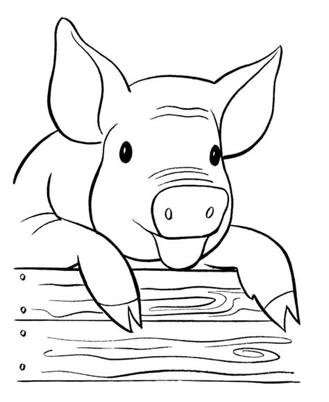 Coloriage Cochon Imprimer Sur Coloriageenfant