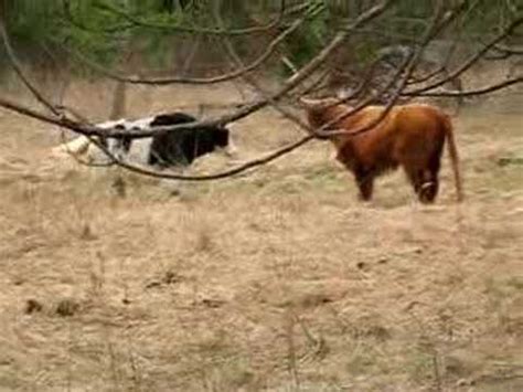 Yak VS Scottish Highland Cattle Battle YouTube