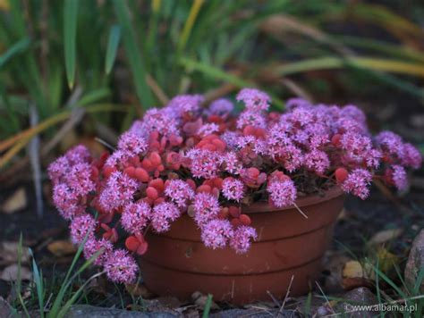 Rozchodnik Siebolda Sedum Sieboldii Albamar