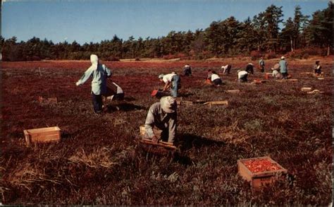 Cranberry Harvest On Cape Cod Massachusetts