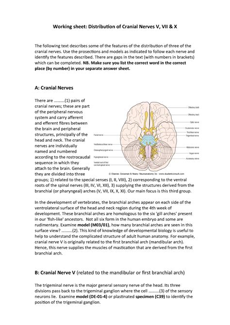 Cranial Nerves Worksheet Answers Chart Sheet Gallery