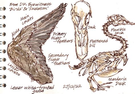 Wildfowl Anatomy – Wild Yorkshire