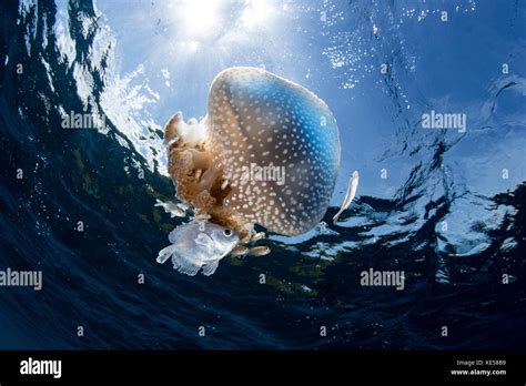 A White Spotted Jellyfish Drifts In A Strong Current In The Lesser