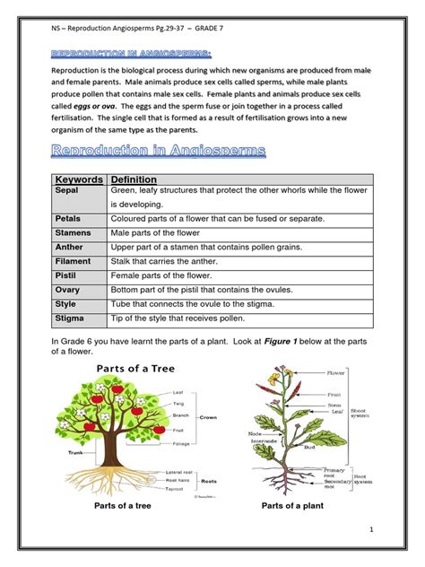 Sexual Reproduction In Angiosperms Ns Grade Pdf Flowers Plant