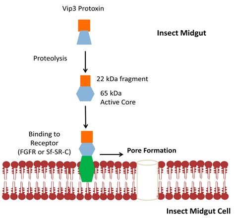 Toxins Free Full Text Current Insights On Vegetative Insecticidal