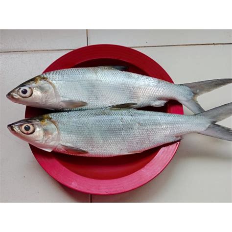 Jual Ikan Bandeng Segar Kg Isi Shopee Indonesia