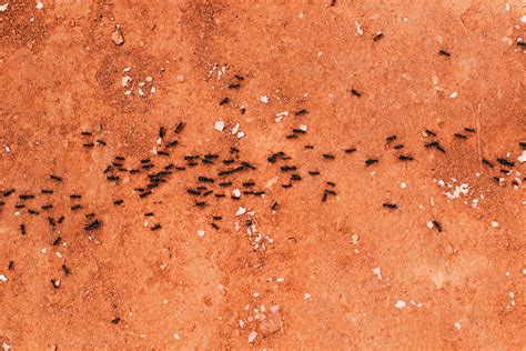 8 Photos How To Get Rid Of Ants Under Carpet And Description - Alqu Blog