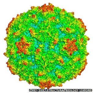 Synthetic Vaccine Sought To Finally Eradicate Polio Bbc News