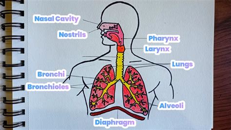 Easy Human Respiratory System Drawing How To Draw Respiratory System