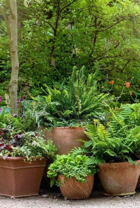 Hanging Ferns Hanging Pots Hanging Baskets Container Gardening