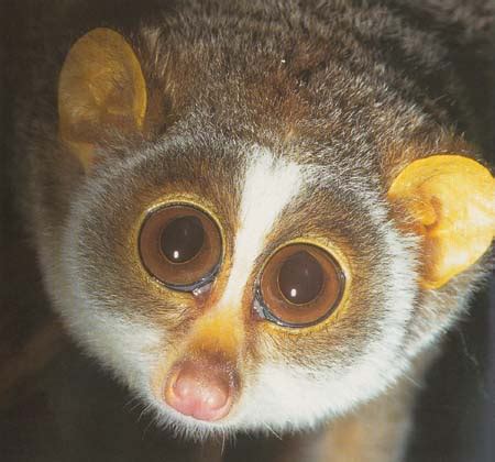 primates.com : promsimians : lorises : slender loris