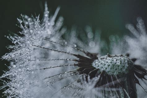 Macro Photography of Snowflakes · Free Stock Photo