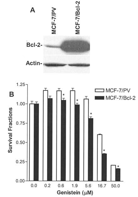 Bcl 2 Overexpression In Mcf 7 Cells Sensitizes The Cells To Genistein Download Scientific