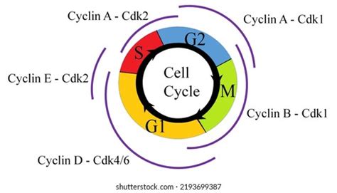 cell cycle cyclin