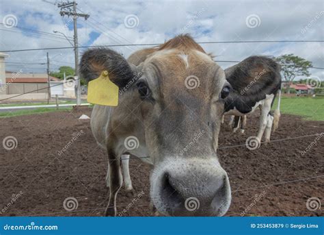 Fechamento De Vacas Em Fazenda Brasileira Gado Bovino Imagem De Stock