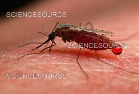 Mosquito Feeding On Human Skin Stock Image Science Source Images