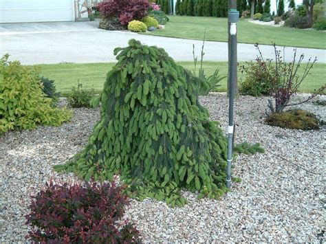 Weeping Norway Spruce - Blue Grass Nursery, Sod and Garden Centre ...