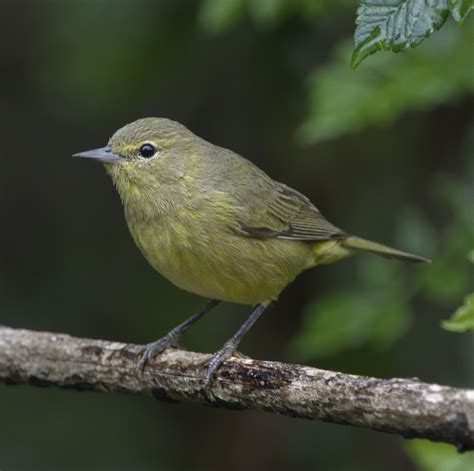 Orange-crowned Warbler | San Diego Bird Spot