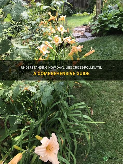 Understanding How Daylilies Cross Pollinate A Comprehensive Guide Shuncy