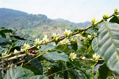 Coffee flower. Blooming coffee tree. White flowers. In the farm, coffee ...