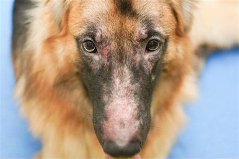 Köpeklerde Maya Enfeksiyonu Nedenleri Belirtileri ve Tedavileri