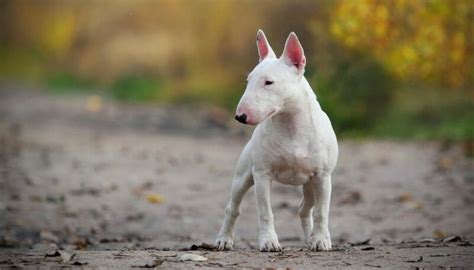 12 Small Guard Dogs Best Small Dog Breeds To Protect You