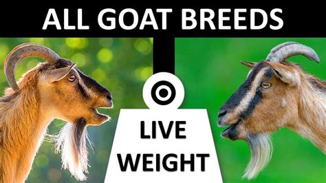 All Goat Breeds Live Weight Goats Goat Breeds Youtube