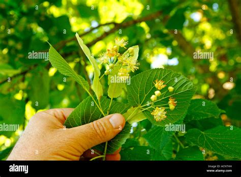 Common Lime Or Linden Tree Tilia Platiphyllos Stock Photo Alamy