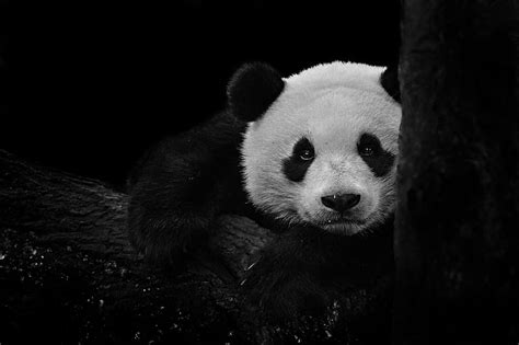 Cute Panda Wallpaper Black Background - Infoupdate.org