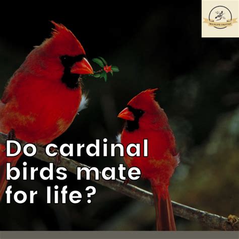 Do Cardinal Birds Mate For Life 5 Easy Points