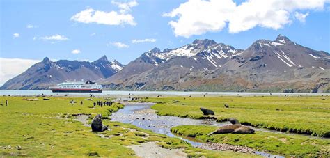 South Georgia: A Breathtaking Antarctic Hub for Wildlife Viewing! – I ...