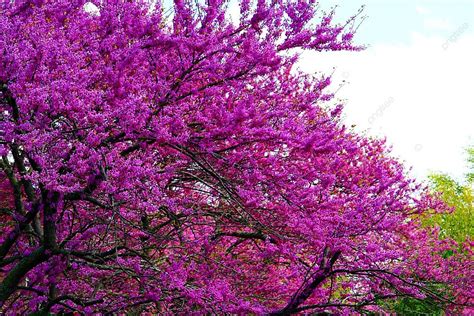 Purple Flowers In A Tree Colorful Scenery Scene Photo Background And ...