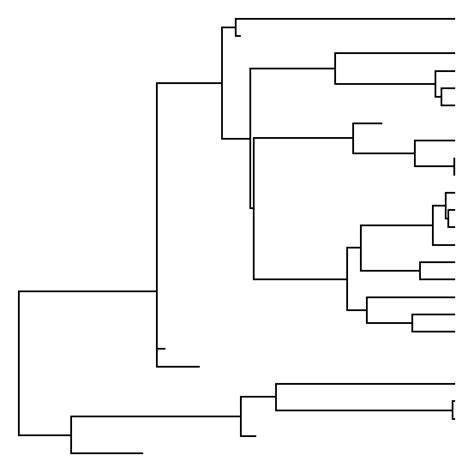 Phylogenetic Tools for Comparative Biology: Determining if the basal node of a tree leaves ...