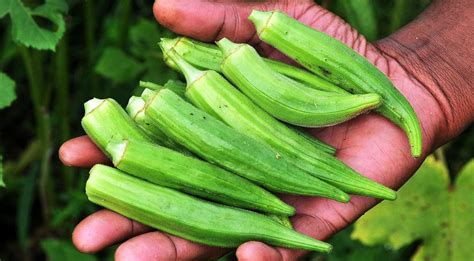 Planting, Growing, and Harvesting Okra Plants- Charismatic Planet