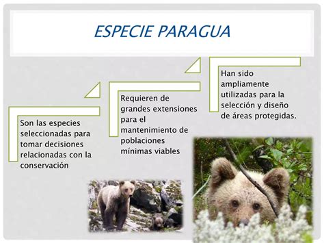 Especies Clave Paraguas Y Bandera PPT