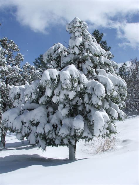tree pine snow  photo  pixabay