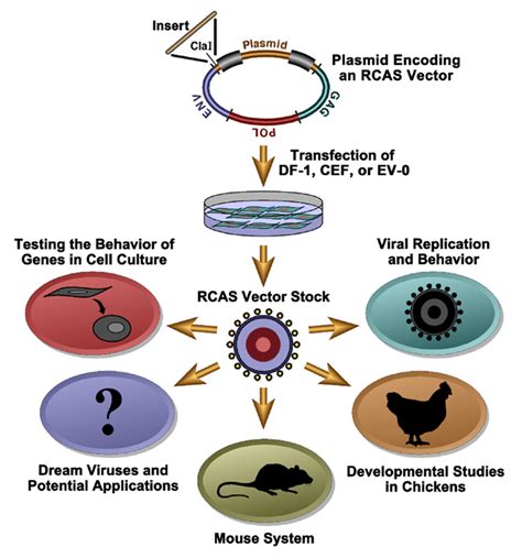 Rcas System Center For Cancer Research