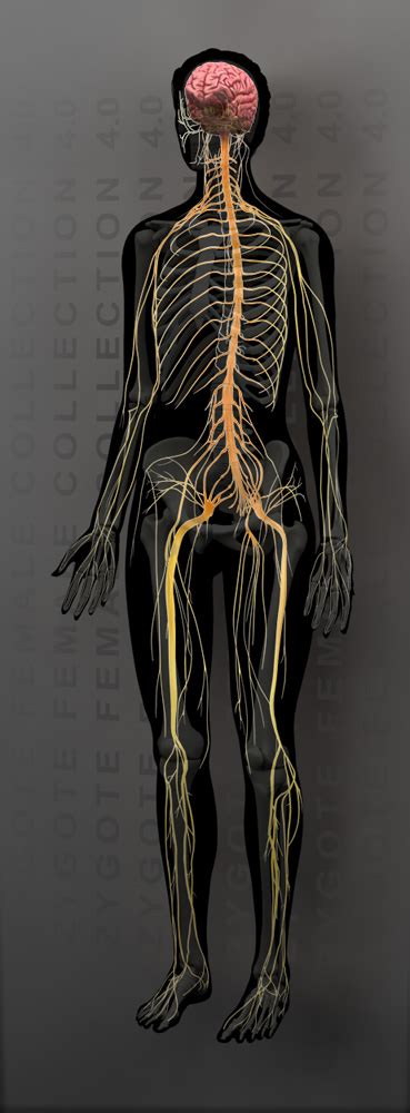 Zygote::3D Female Nervous System Model | Medically Accurate | Anatomy