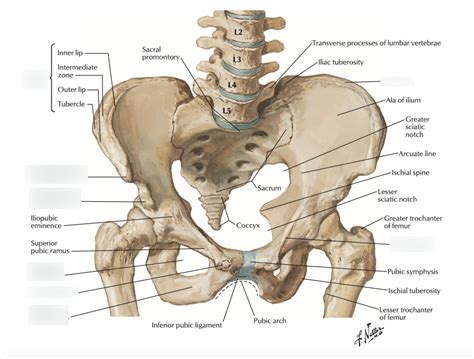 Wk 16 Osteology Of Hip Bone Anterior Aspect Diagram Quizlet