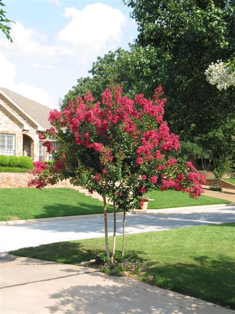 White Crepe Myrtle Tree Varieties