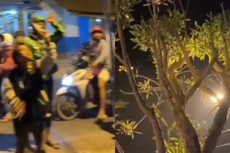 Viral Sampe Dikerubungi Orang Pohon Tebebuya Menangis Di Malang