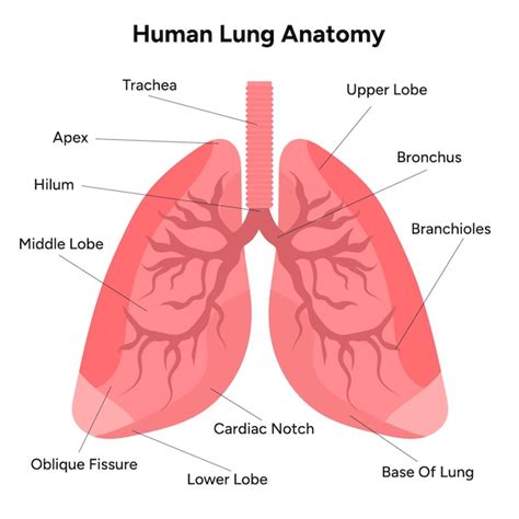 Premium Vector | Human Lungs anatomy