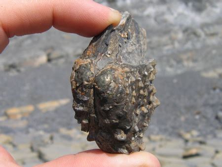 DISCOVERING FOSSILS | Kimmeridge (Dorset)