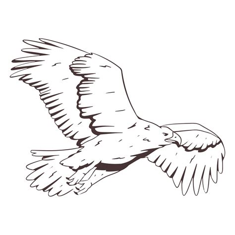 Flying Eagle Hand Drawn 20318779 Vector Art at Vecteezy