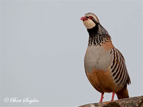 Red Legged Partridge Birding In Portugal Individual Bird Watching