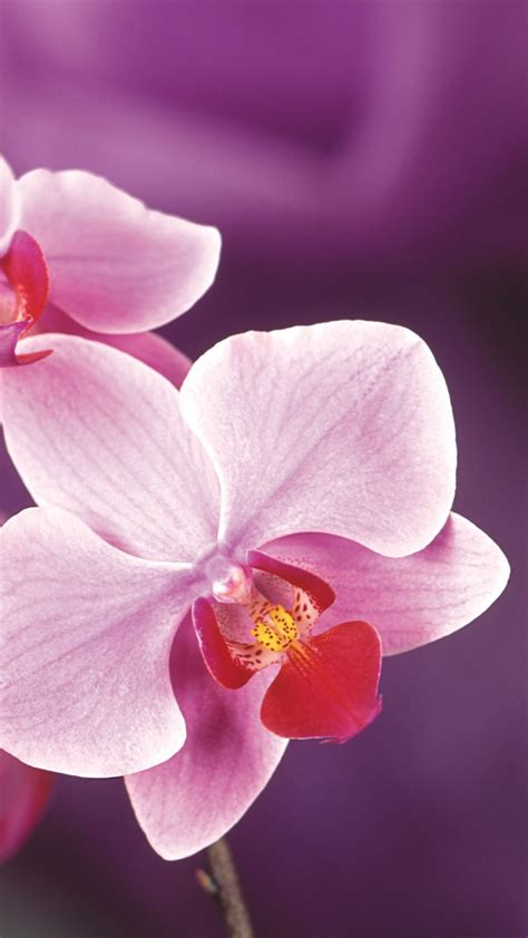 Orchid Wallpaper Iphone