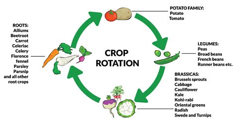 Intercropping Vegetables Chart