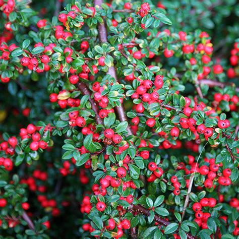 Buy Cotoneaster Cotoneaster Horizontalis Delivery By Crocus