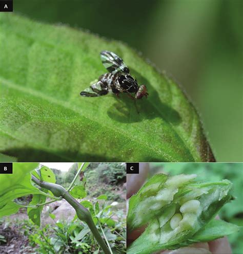 A Adult Of C Connexa Photo From C Wilson Australia B Swelling