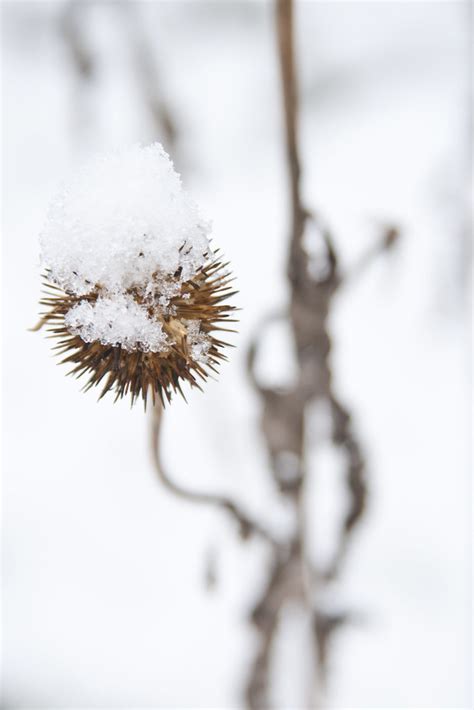 Snow On Echinacea Purpurea Scott Weber Flickr